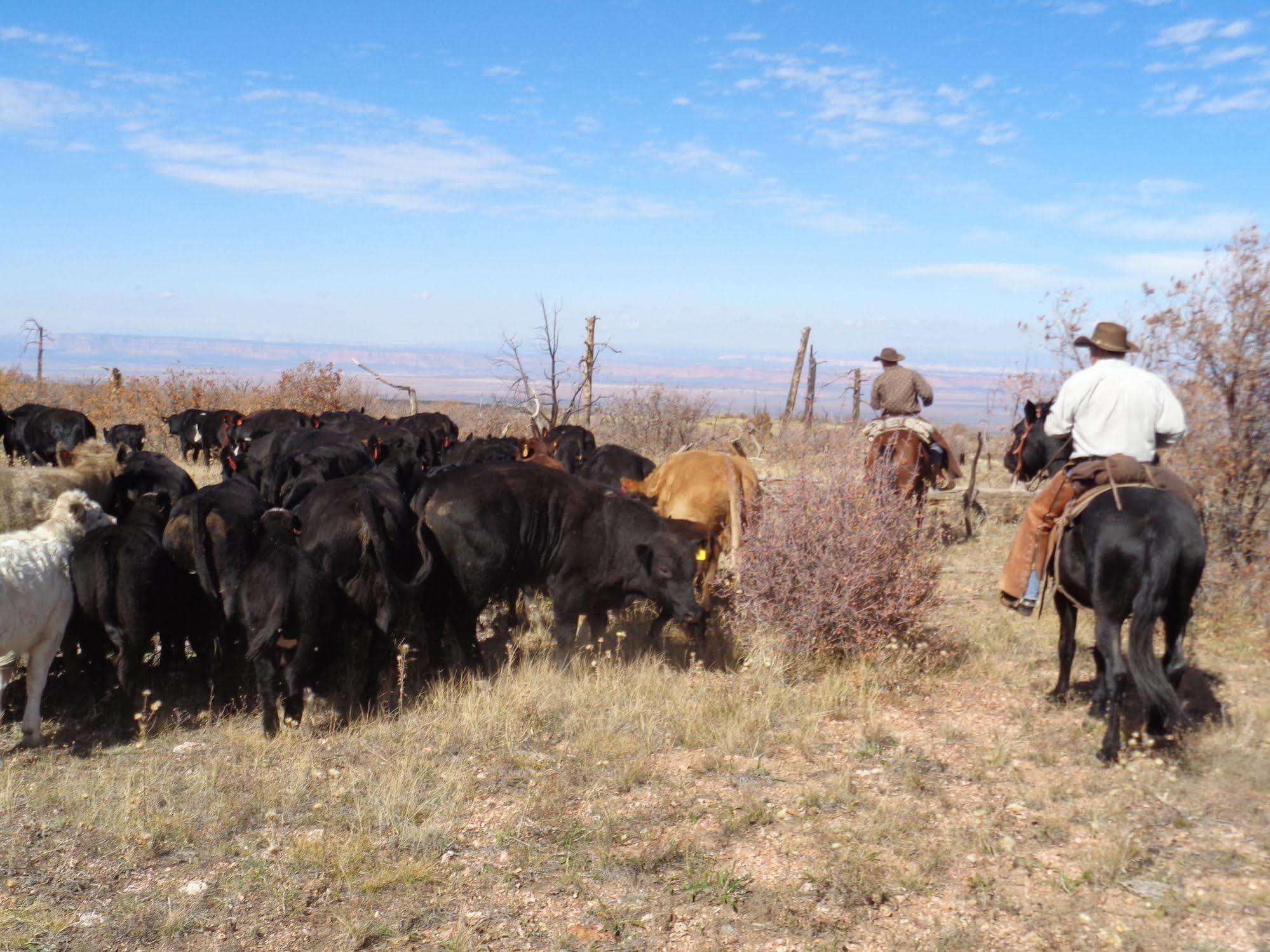 Grand Canyon Ranch & Outfitters Hotel Fredonia Екстериор снимка